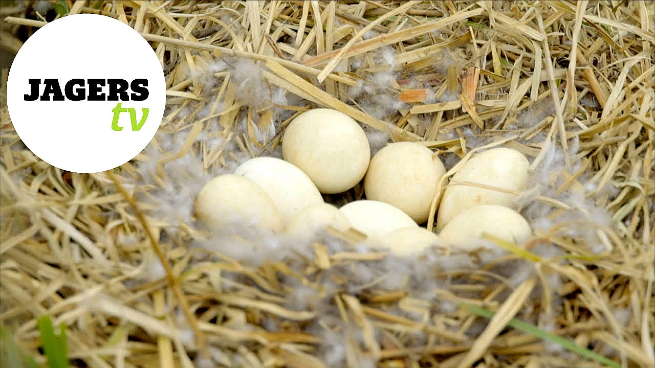 Jagerstv Afl. 17 - Afscheid Laurens Hoedemaker En Bespreken Ganzen En Nestbehandeling