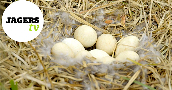 Jagerstv Afl. 17 - Afscheid Laurens Hoedemaker En Bespreken Ganzen En Nestbehandeling