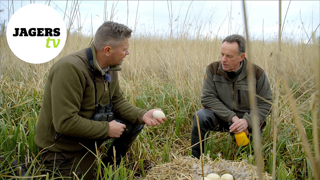 Jagerstv - Ganzen Nestbehandeling