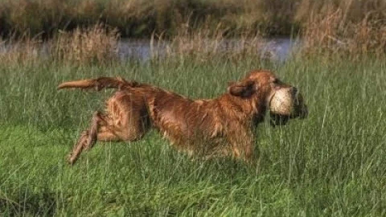 Jagerstv Afl. 5 - Nimrod 2019, Biotoopverbetering, E-screener, Beëdiging Jachtopzichter/boa's