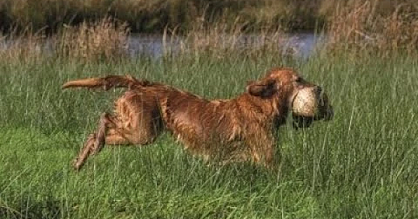 Jagerstv Afl. 5 - Nimrod 2019, Biotoopverbetering, E-screener, Beëdiging Jachtopzichter/boa's