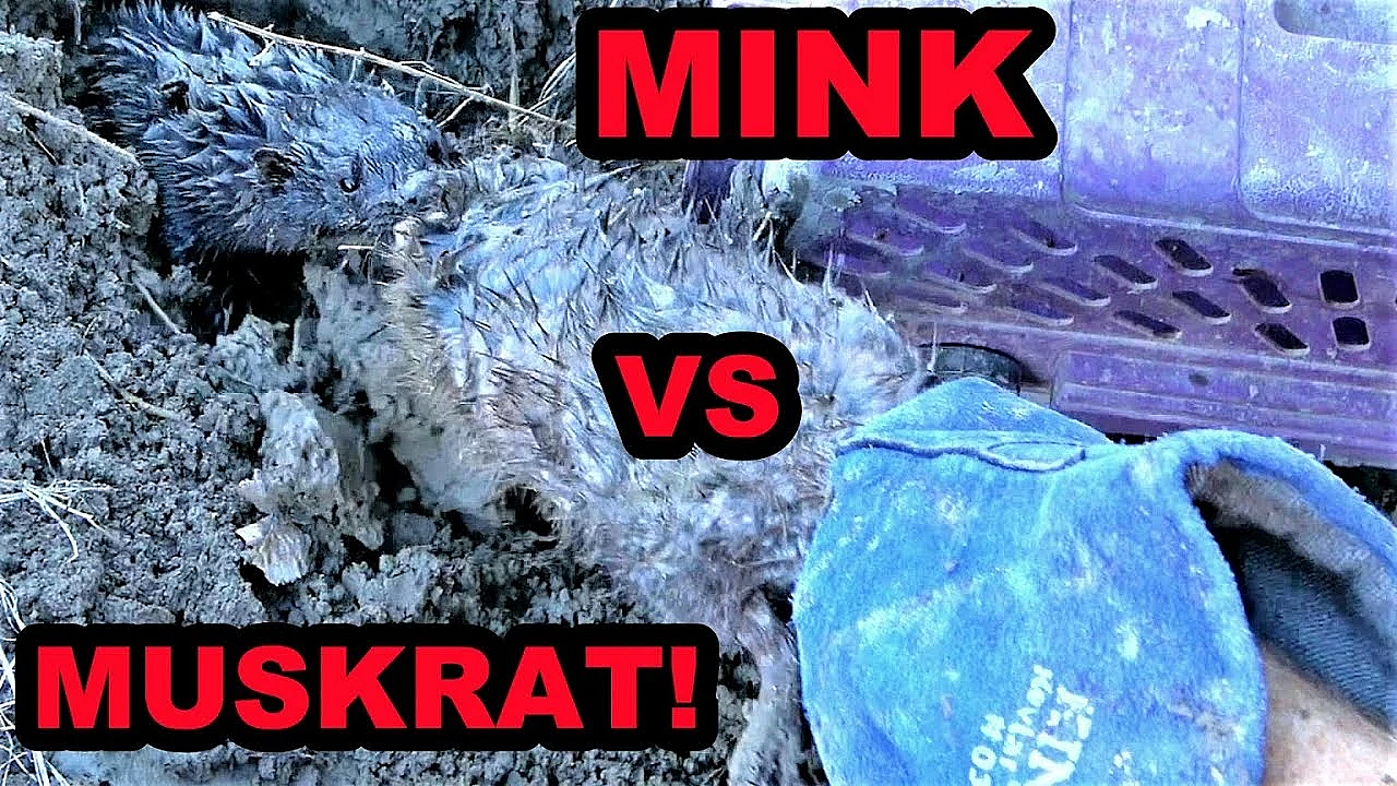 Muskrat Bonanza!