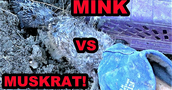 Muskrat Bonanza!