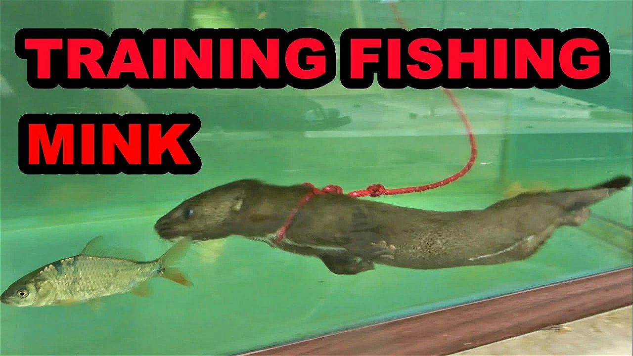 Fishing Mink Next Steps