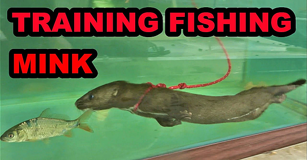 Fishing Mink Next Steps