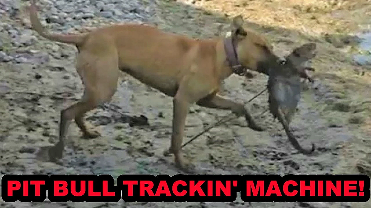 Bindi The Pit Bull Tracking Machine!