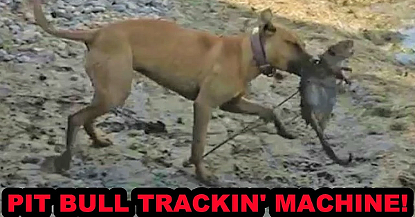Bindi The Pit Bull Tracking Machine!