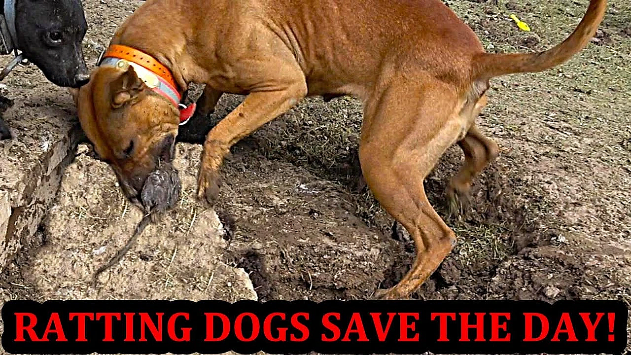 Neighborhood Rat Invasion!!!