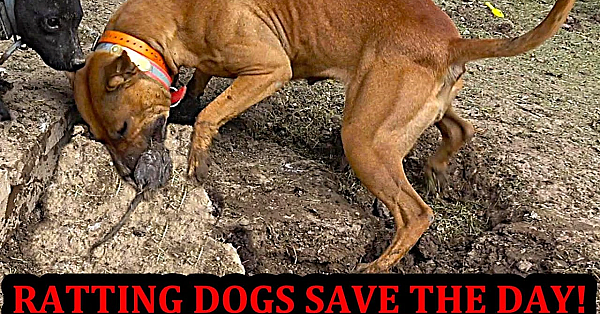 Neighborhood Rat Invasion!!!