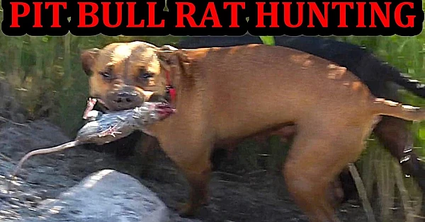 Grit the Pit Hunting Canal Rats