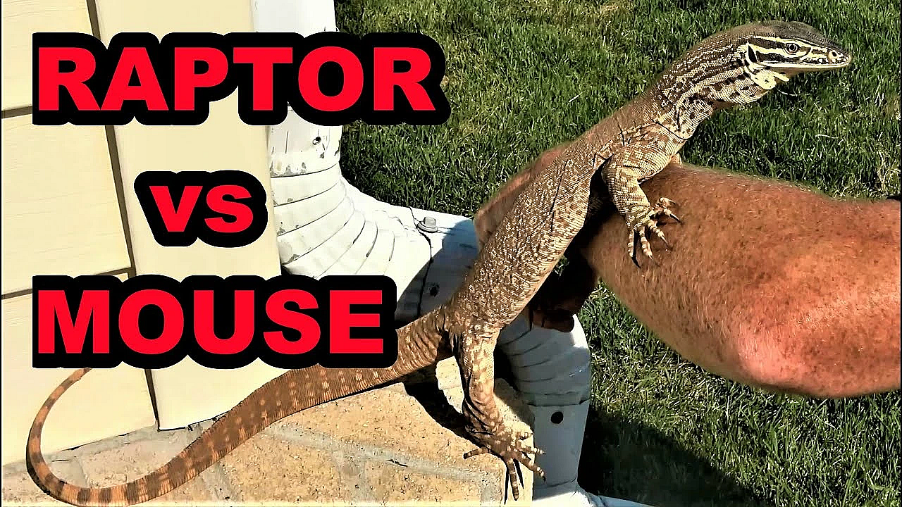 Raptor Catching Mouse At Park!