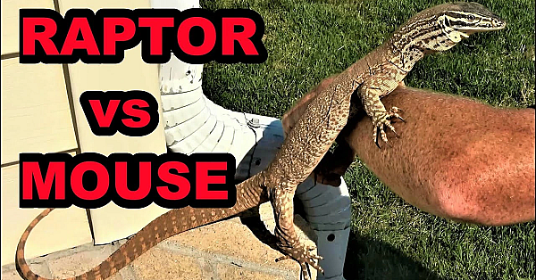 Raptor Catching Mouse At Park!
