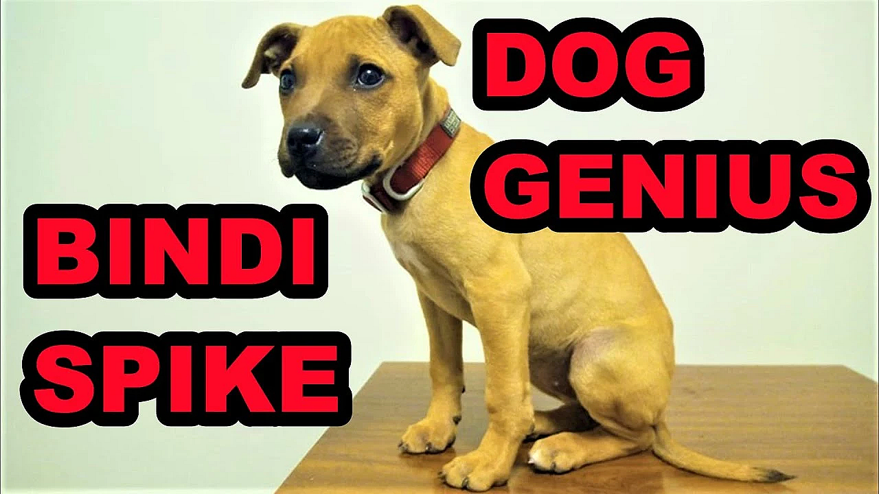 Youtube Bindi Dog Genious