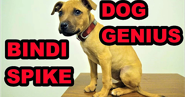 Youtube Bindi Dog Genious