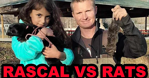 Rascal The Mink's First Pest Control Hunt At The Park