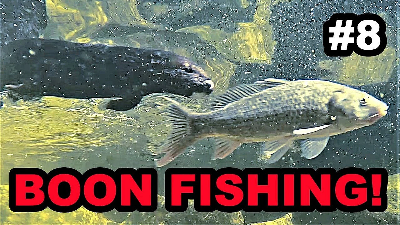 #8 Boon Fishing In Aquascape Ecosystem!