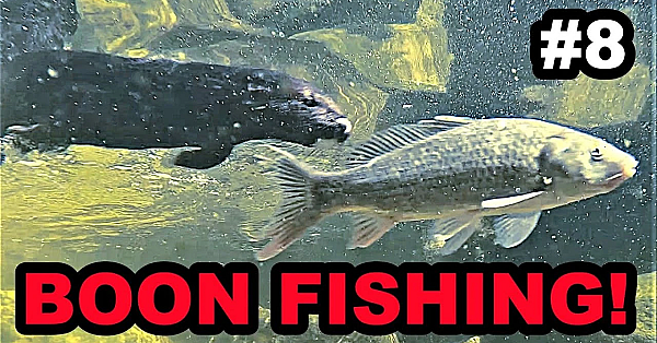 #8 Boon Fishing In Aquascape Ecosystem!