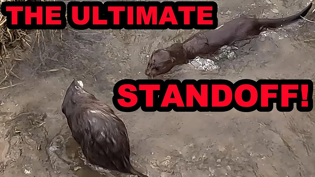 Can Sherlock Pull This Off?