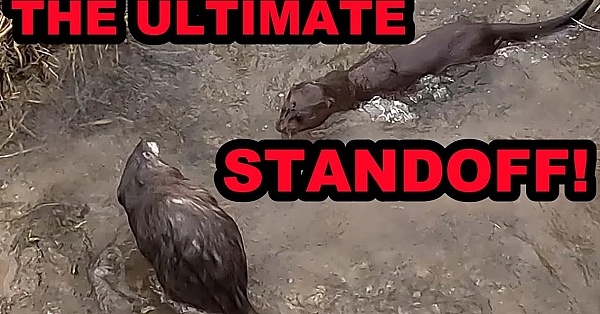 Can Sherlock Pull This Off?