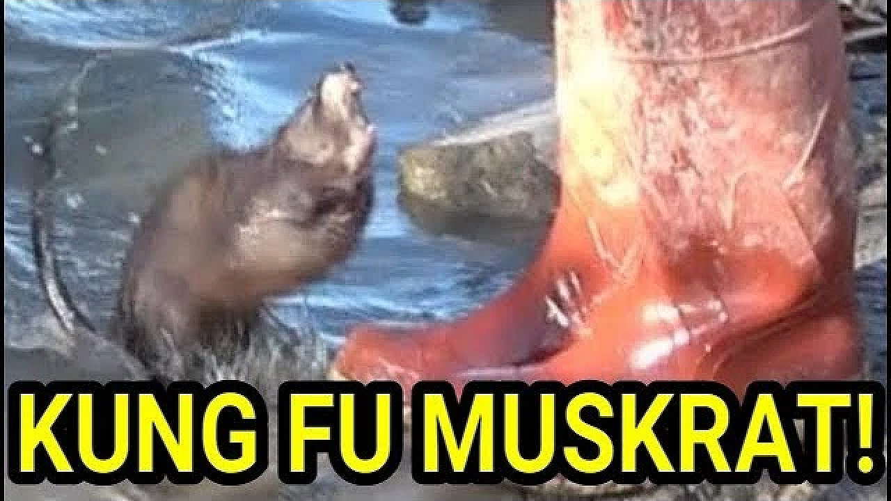 Kung Fu Master Muskrat Vs Novice Mink