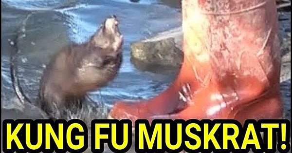 Kung Fu Master Muskrat Vs Novice Mink