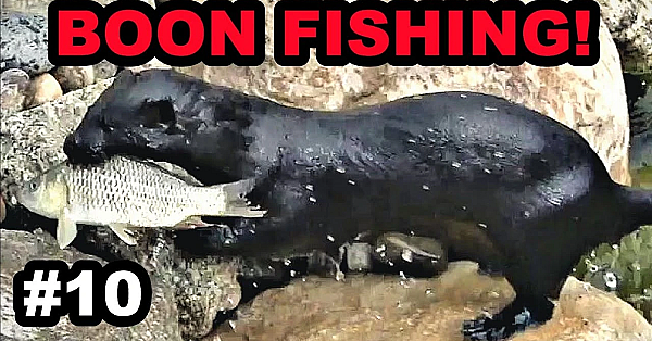 #10 Boon Fishing More Caching Training