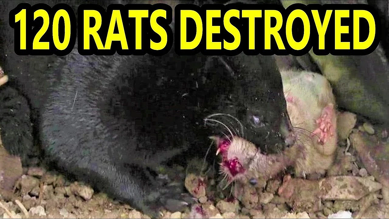 120 Rats Destroyed By Mink And Dogs (not Facts And Logic)