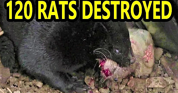 120 Rats Destroyed By Mink And Dogs (not Facts And Logic)