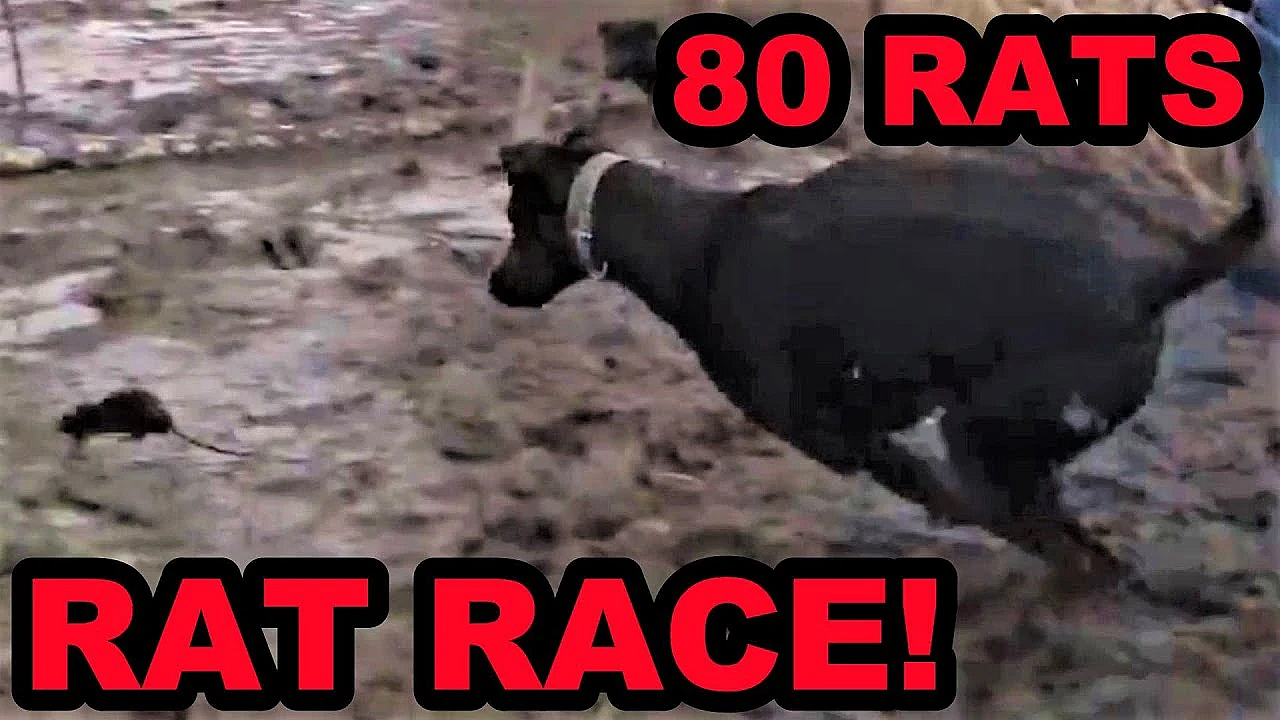 80 Rats Caught With Mink And Dogs!!!