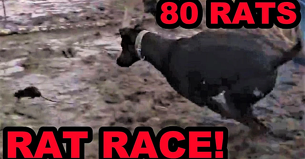 80 Rats Caught With Mink And Dogs!!!