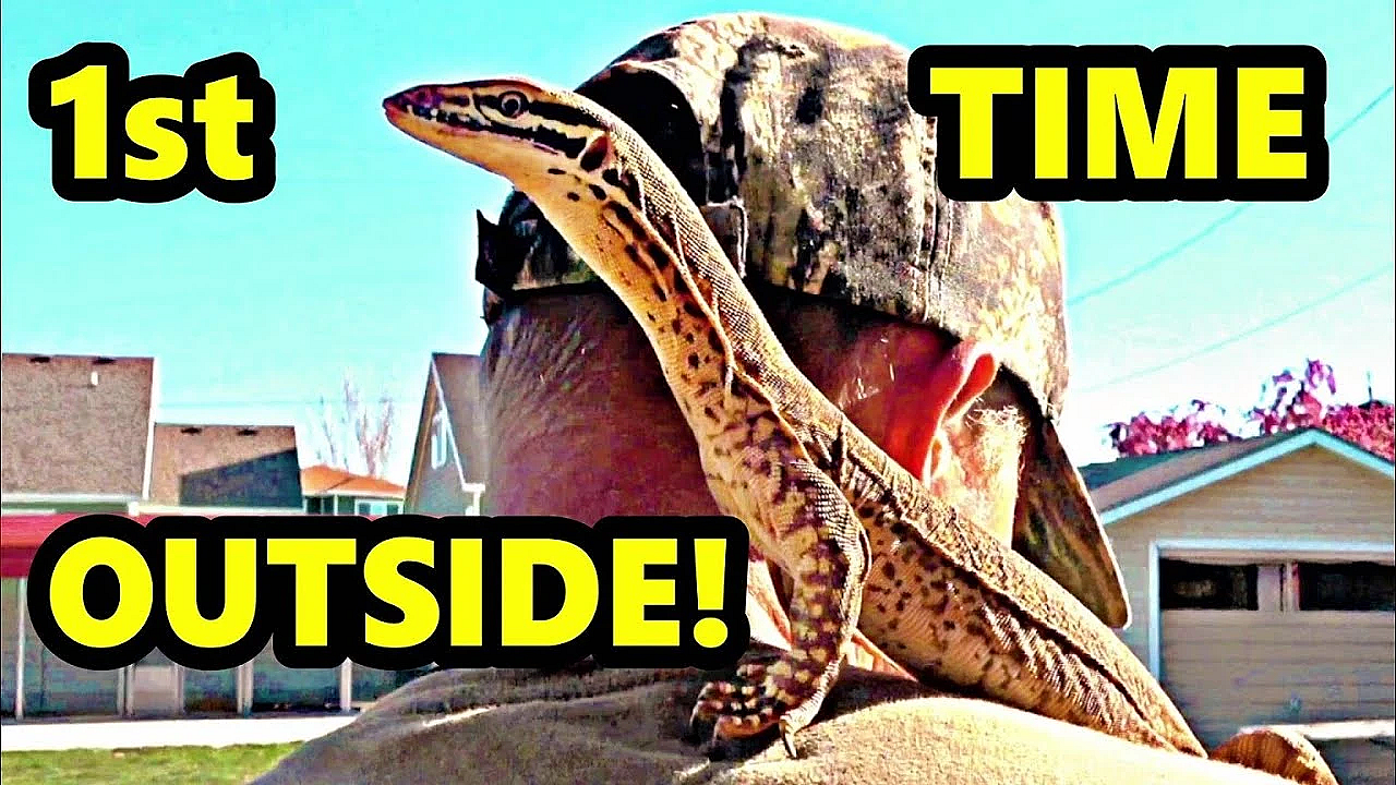 Raptor's 1st Outside Adventure!