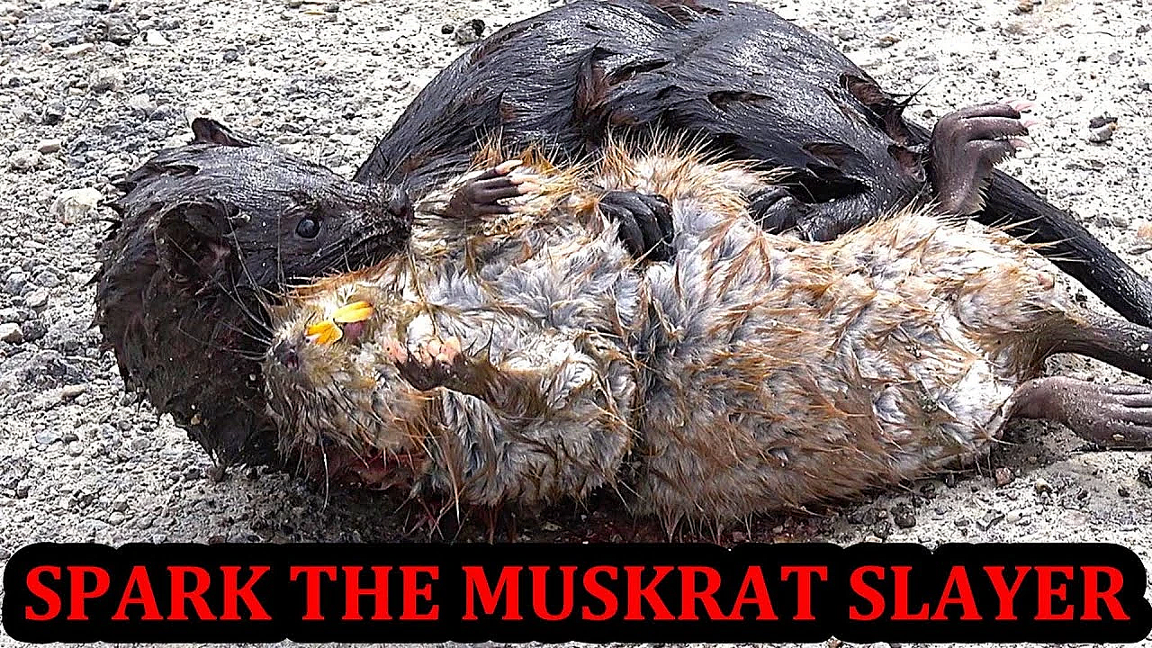 Spark The Muskrat Slaying Beast!