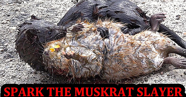 Spark The Muskrat Slaying Beast!