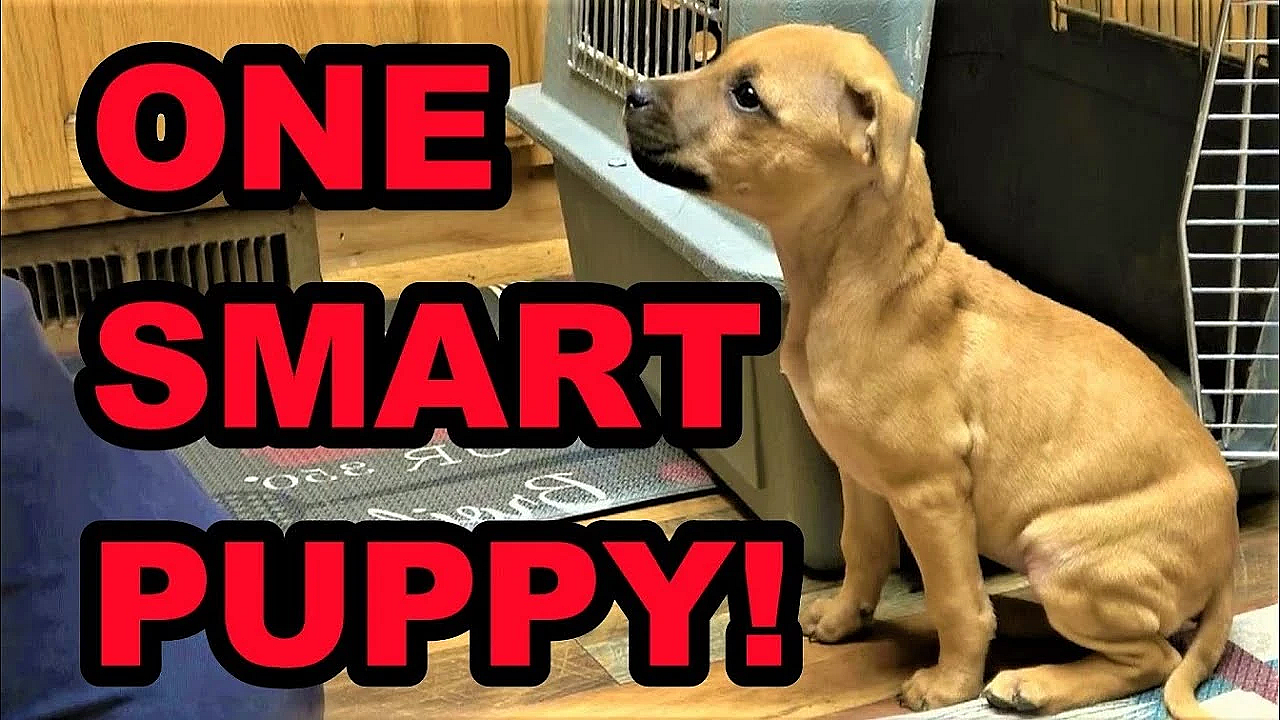 Bindi's Training Progresses!