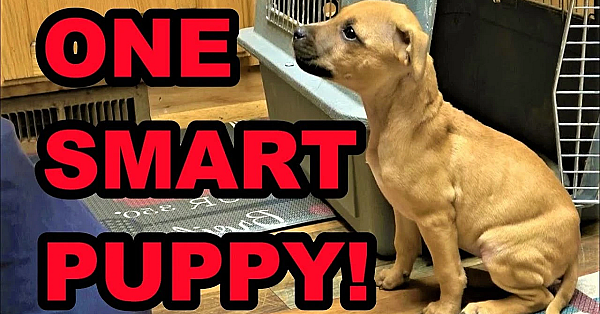 Bindi's Training Progresses!