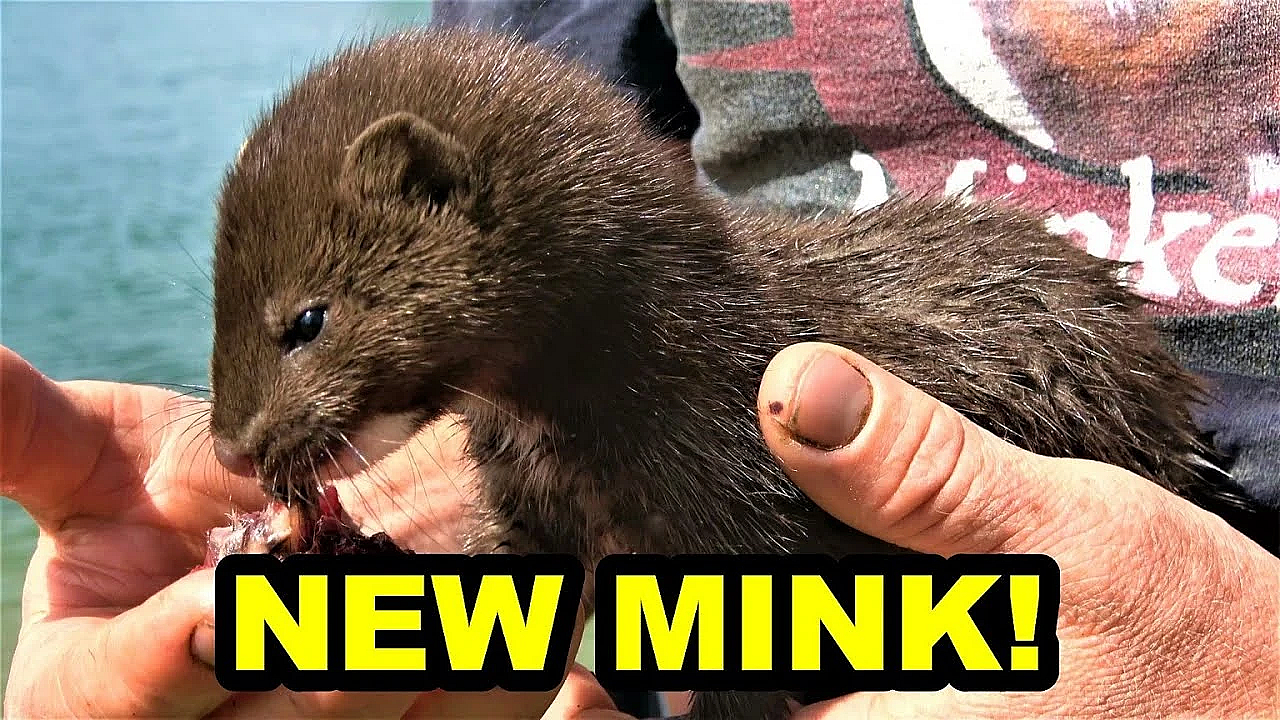 Introducing My New Mink Villain!