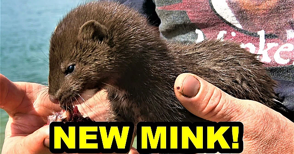 Introducing My New Mink Villain!