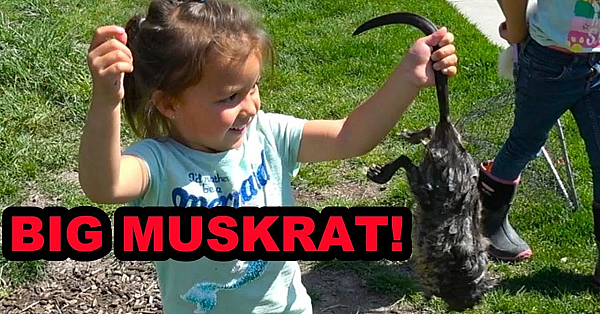 Muskrat Pest Control With Rascal The Mink