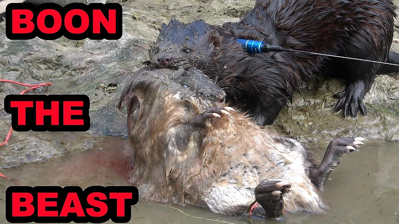 Boon The Underwater Muskrat Champion!