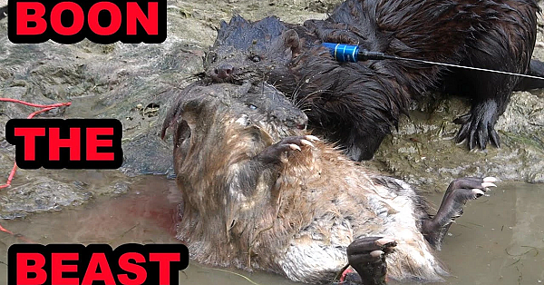 Boon The Underwater Muskrat Champion!