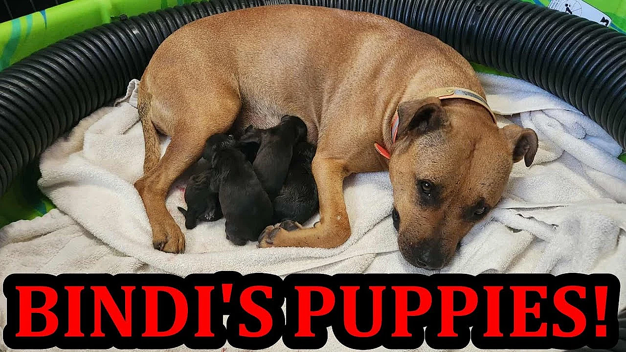 Bindi Giving Birth To Puppies!!!