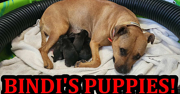 Bindi Giving Birth To Puppies!!!