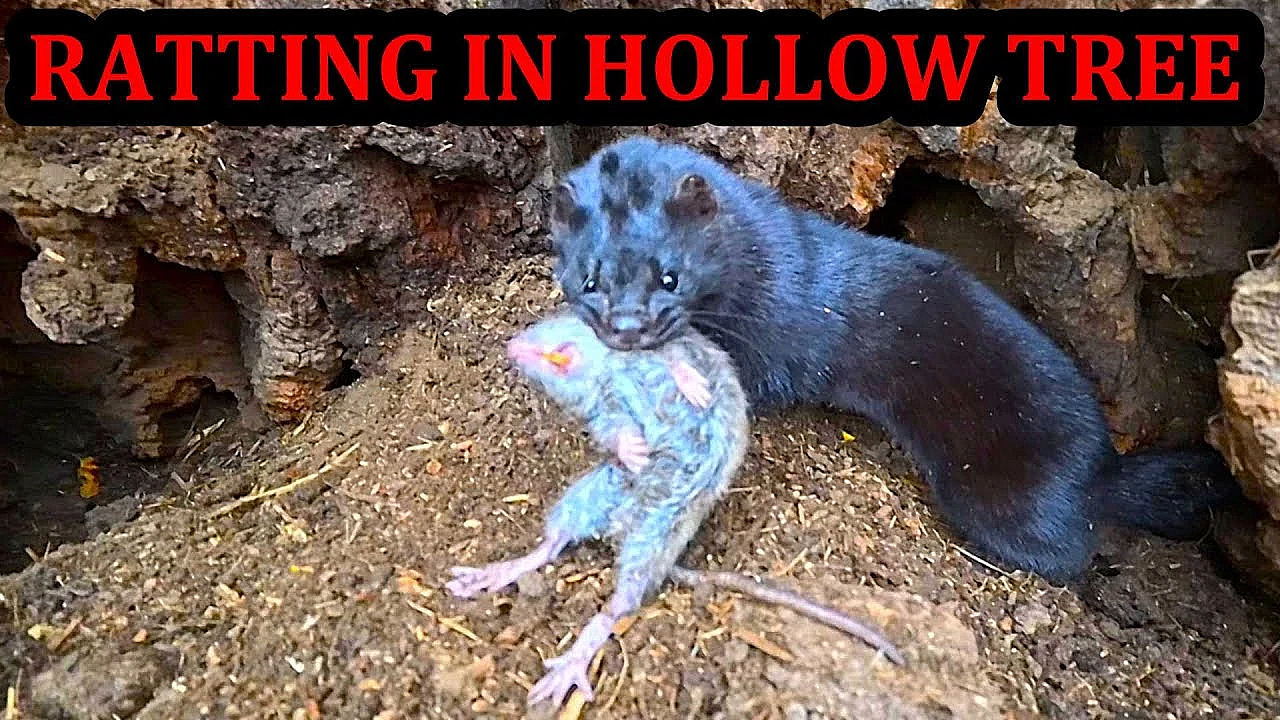 Farm Rats Infest Hollow Tree!