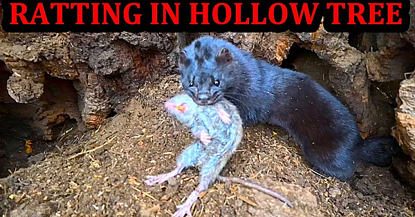 Farm Rats Infest Hollow Tree!