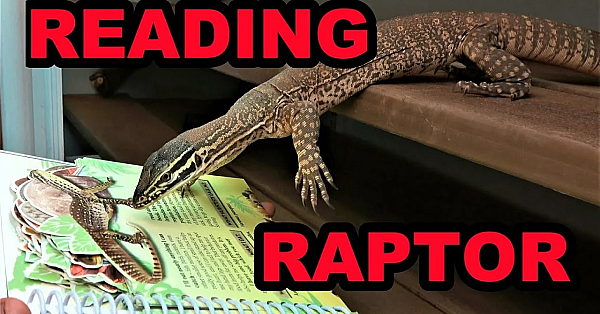 Olive Teaches Raptor To Read.