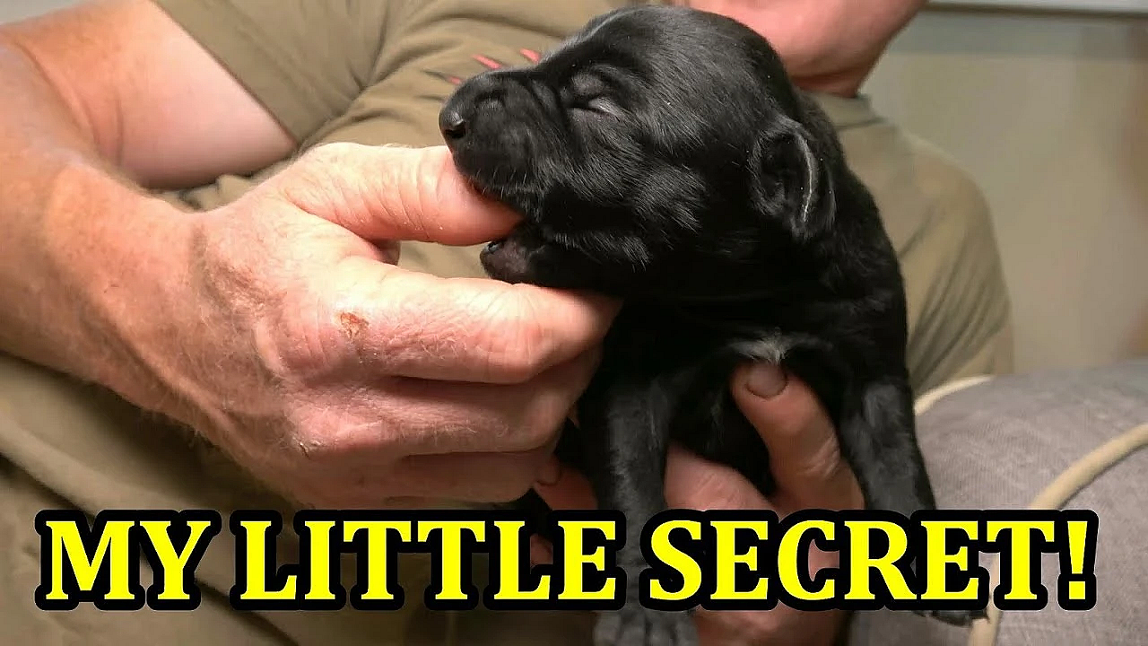 Boss And Leia Had Puppies!!!!