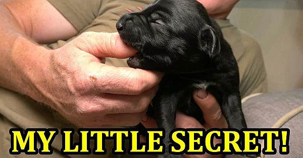 Boss And Leia Had Puppies!!!!