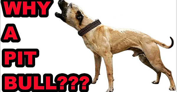 Mink Man's Mini Muscle