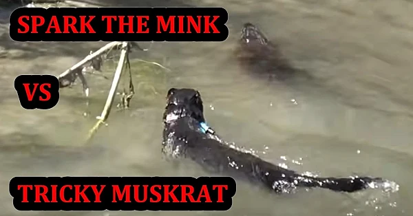 Spark Catching a Particularly Tricky Muskrat