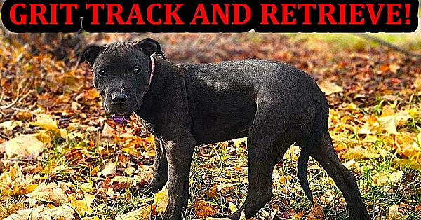 Grit 9 Weeks Old Tracking And Free Shaping Like Her Mom Bindi